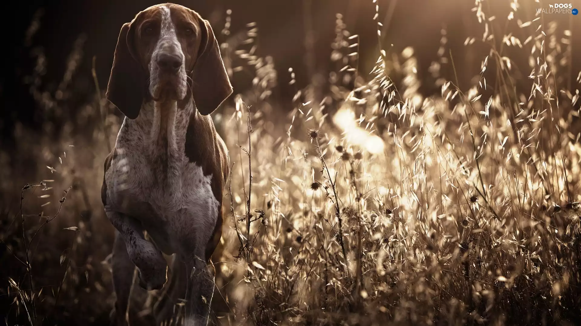 grass, dog, German Shorthaired Pointer