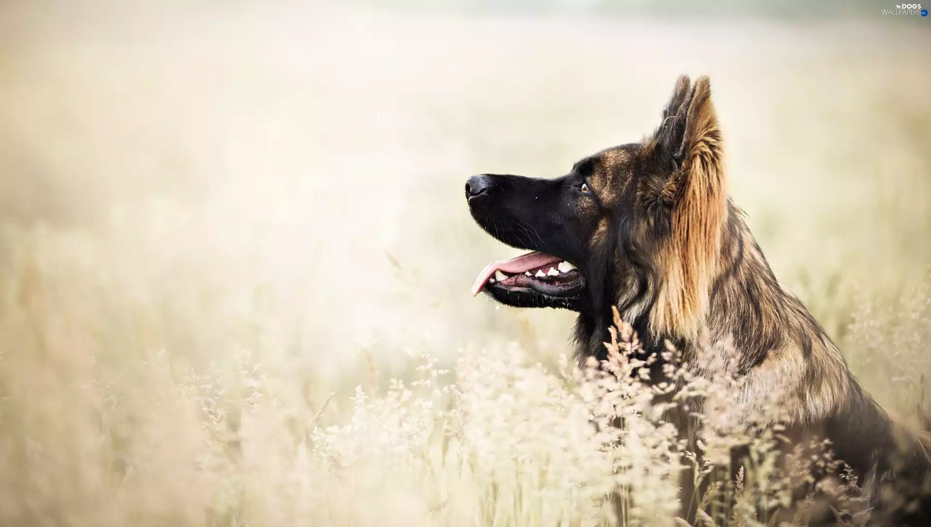 german, dog, sheep-dog