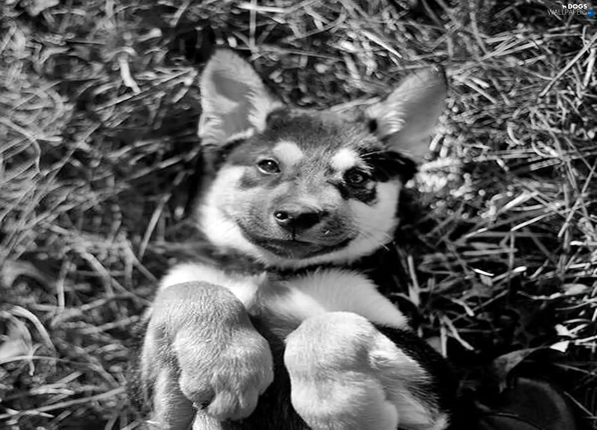 german, small, sheep-dog