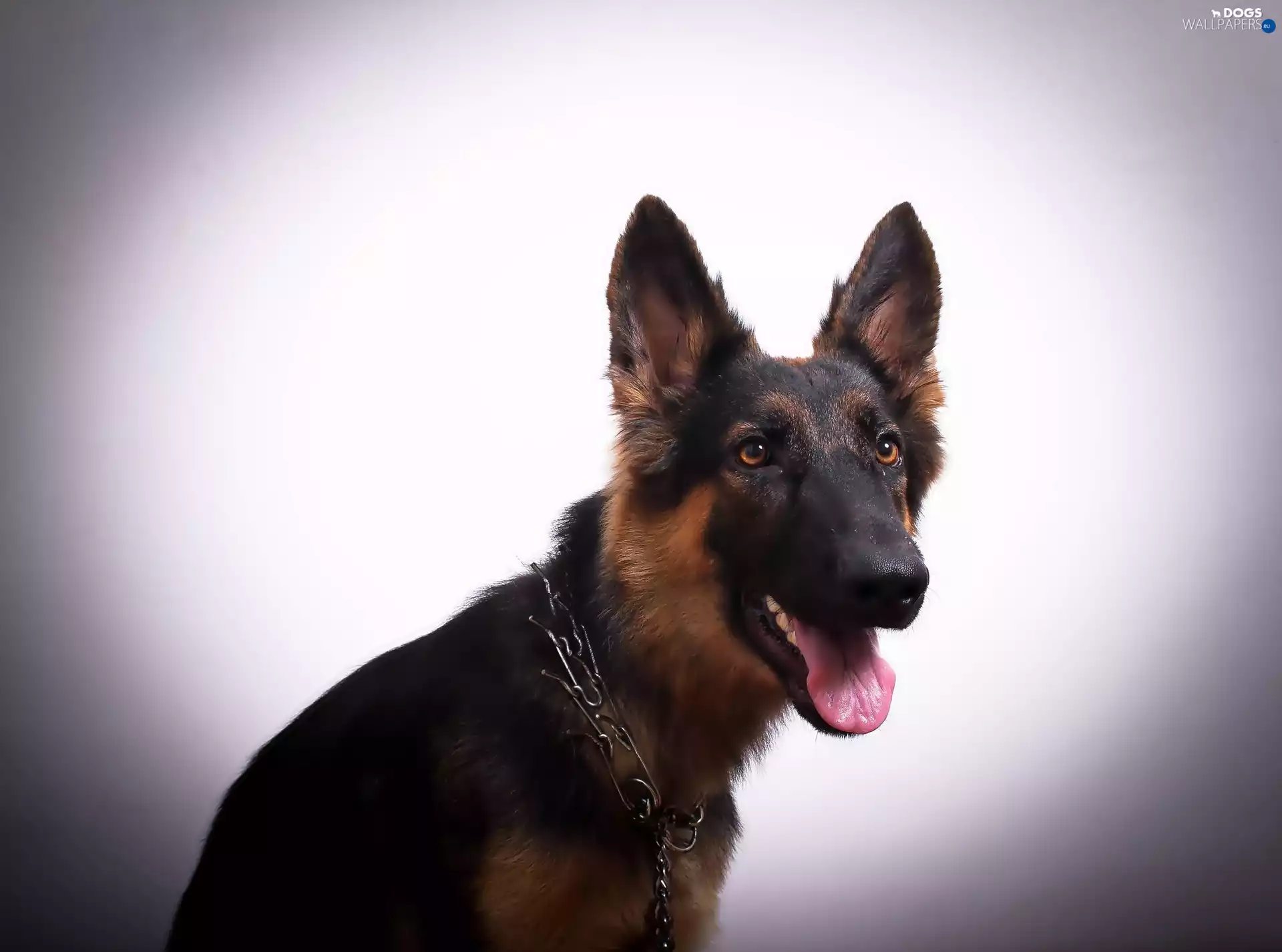 sheep-dog, Tounge, dog-collar, german