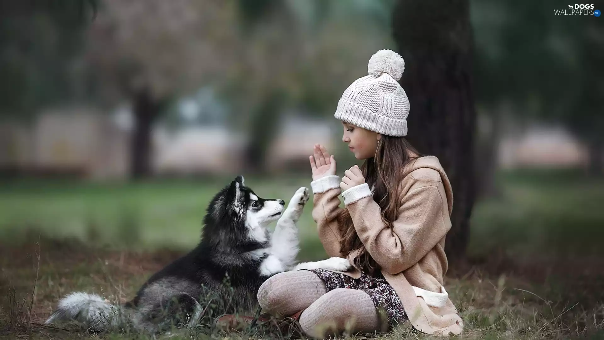 girl, Puppy, Husky, dog