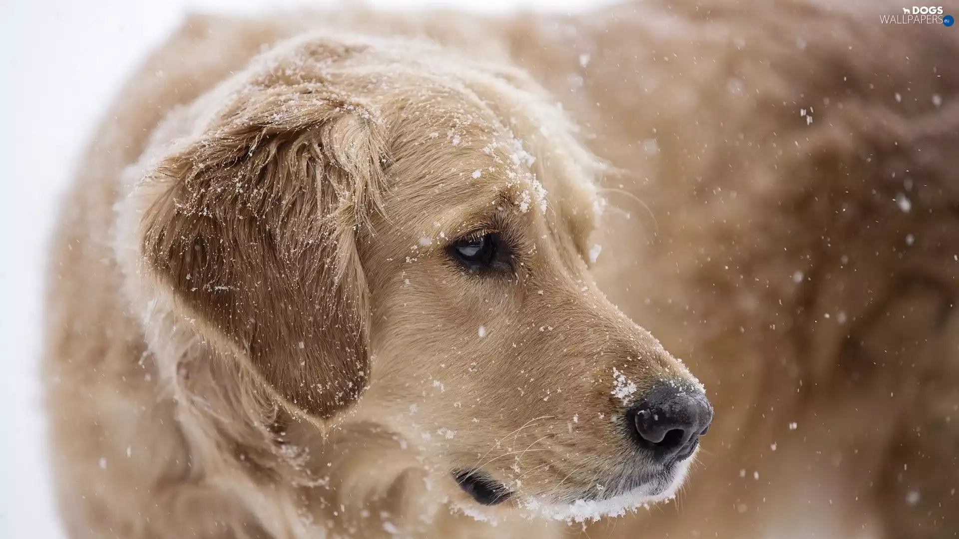 Golden Retriever, animals, dog