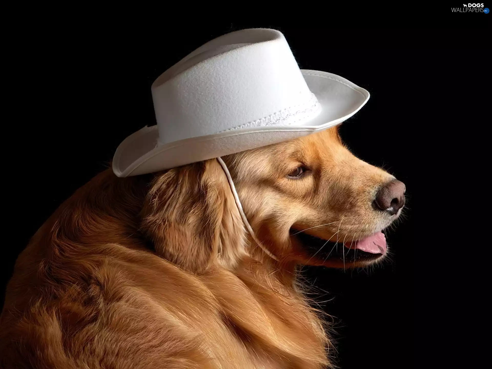 White, dog, Golden Retriever, Hat
