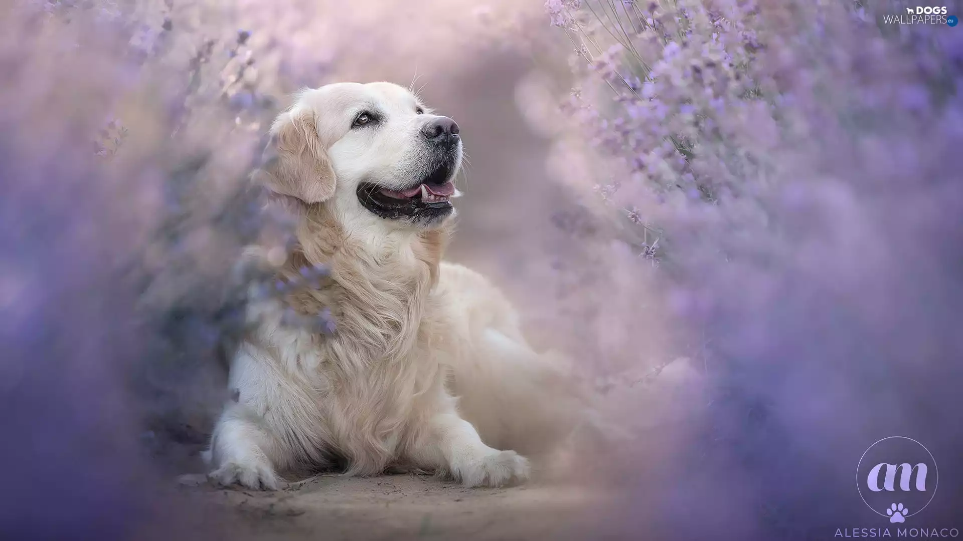 Golden Retriever, lying, dog