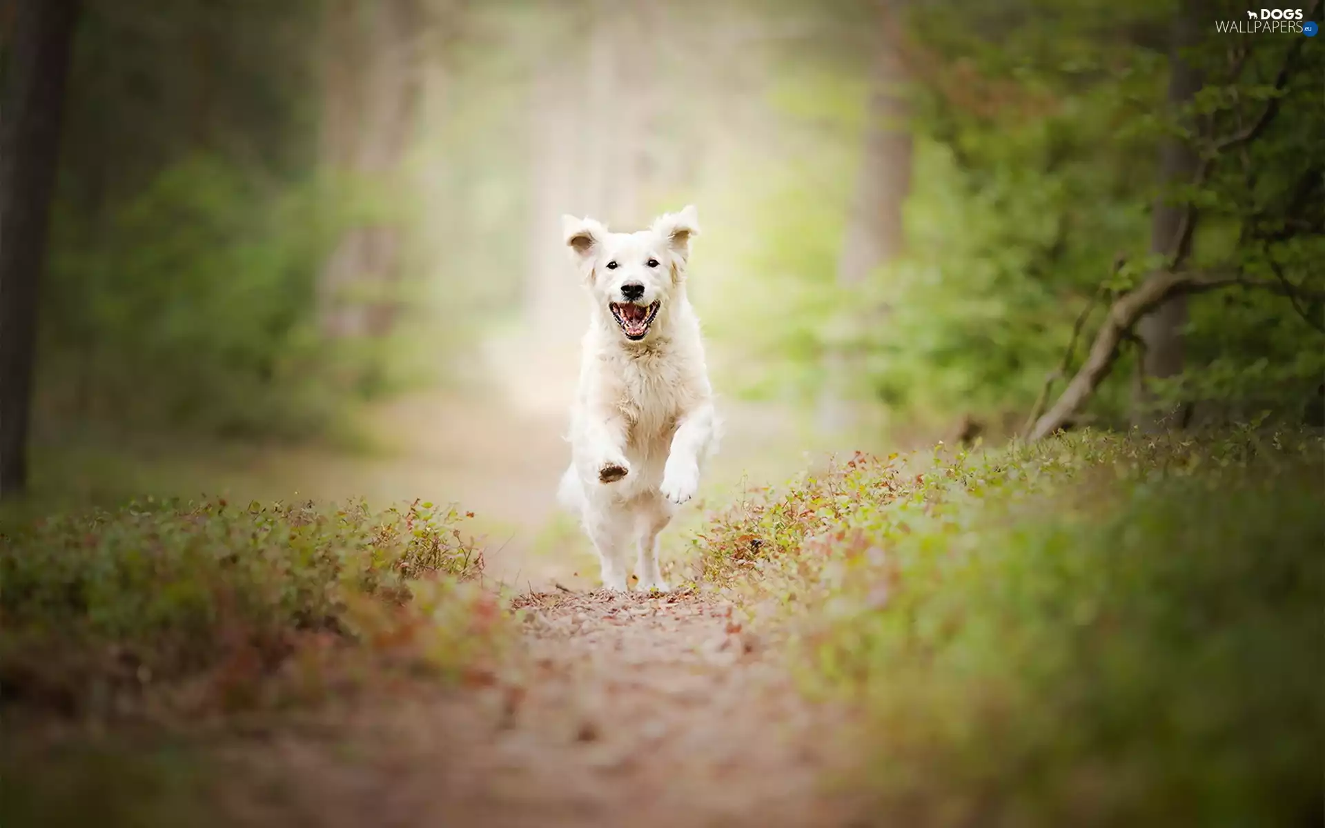 forest, dog, Golden Retriever, running