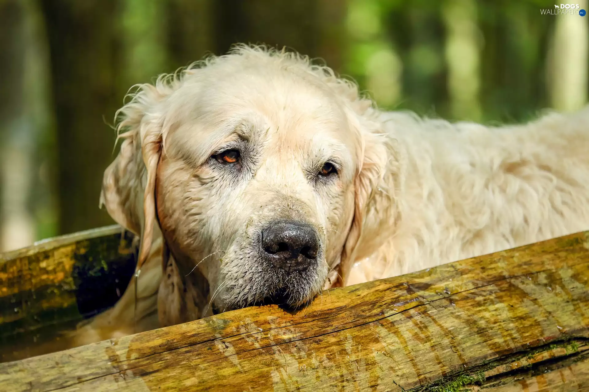 Golden Retriever, sad, dog