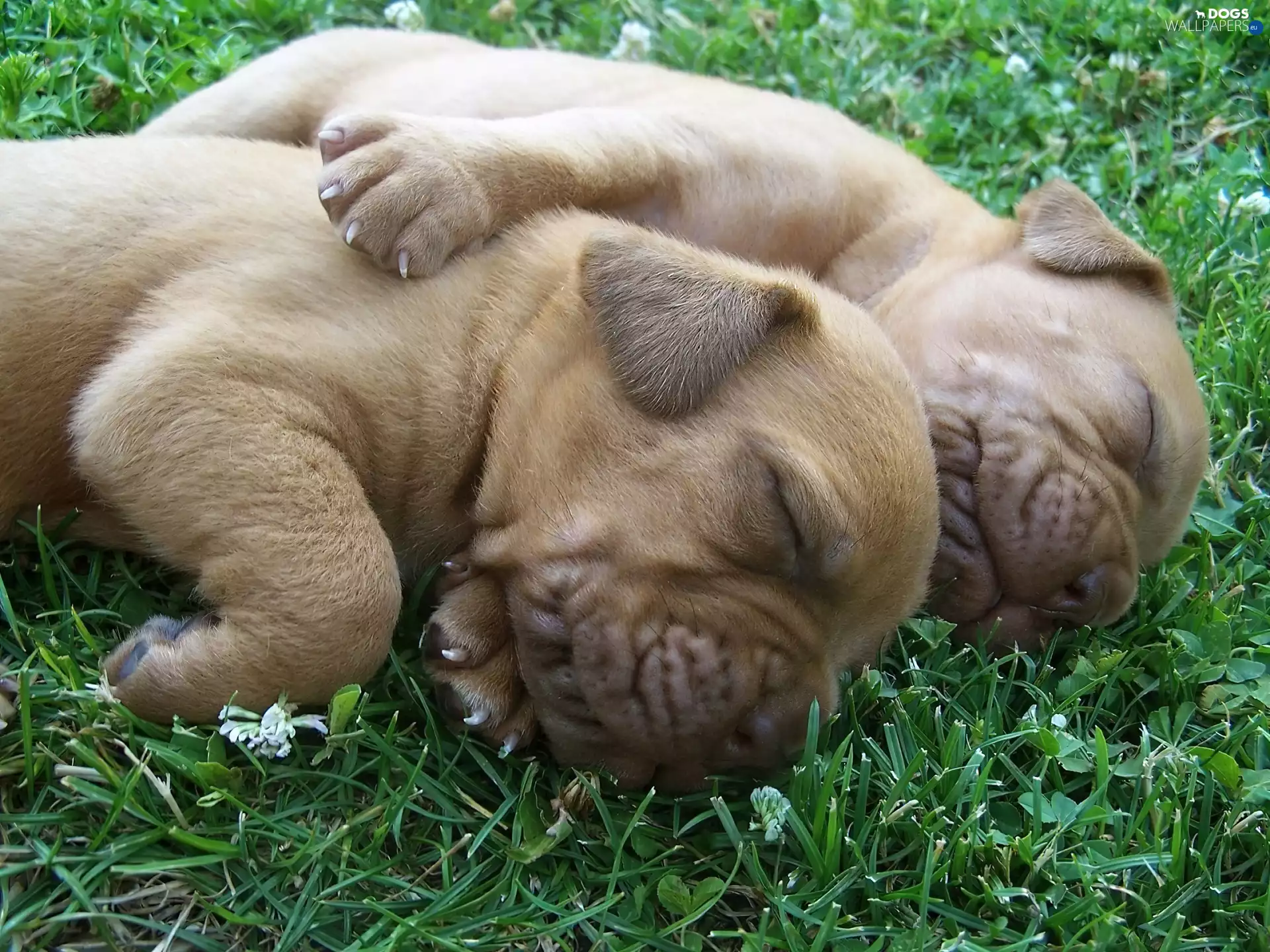 Two cars, grass, Dog de Bordeaux, Puppies