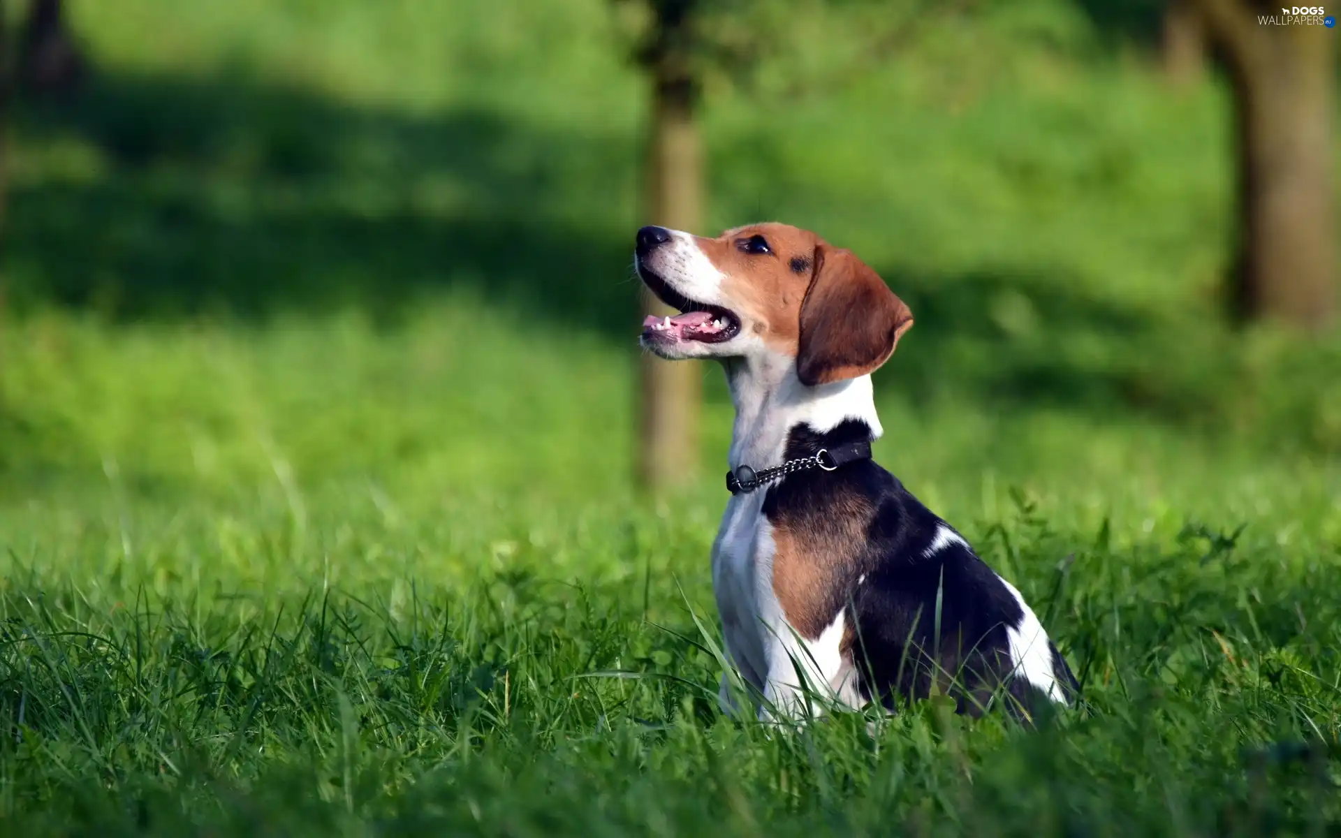 dog-collar, grass, Beagle