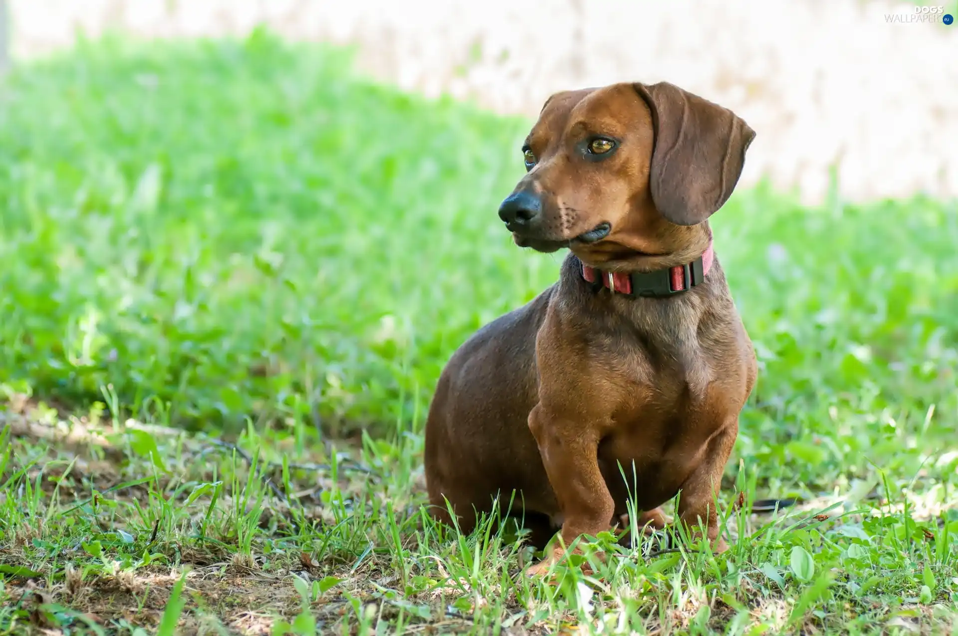 dog-collar, grass, dachshund