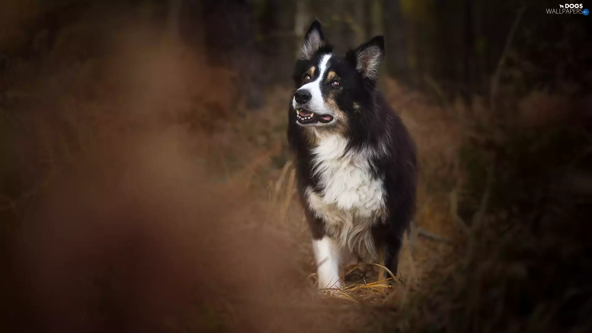 grass, Border Collie, dog