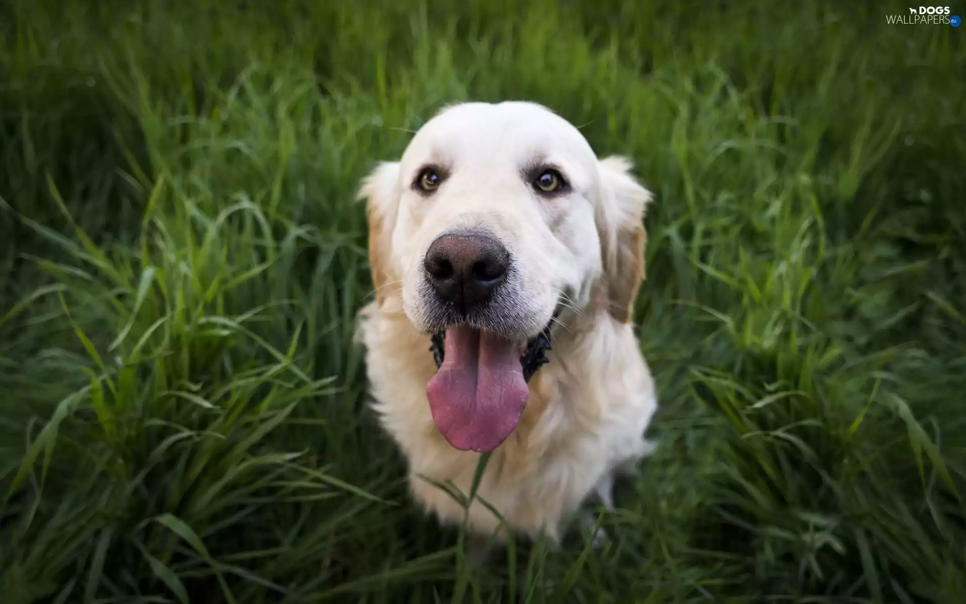 grass, Golden Retriever, dog