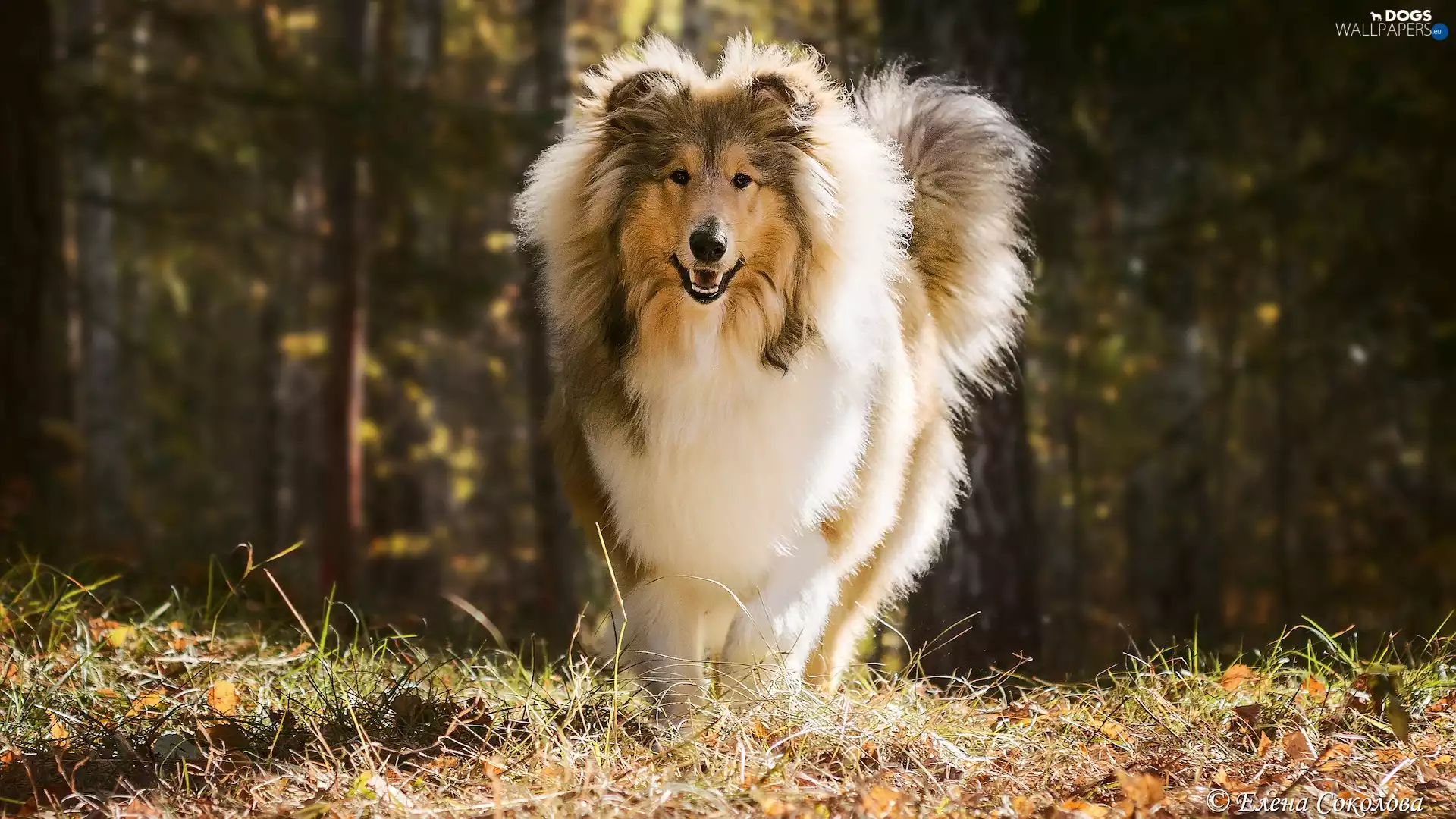 grass, Collie rough, dog