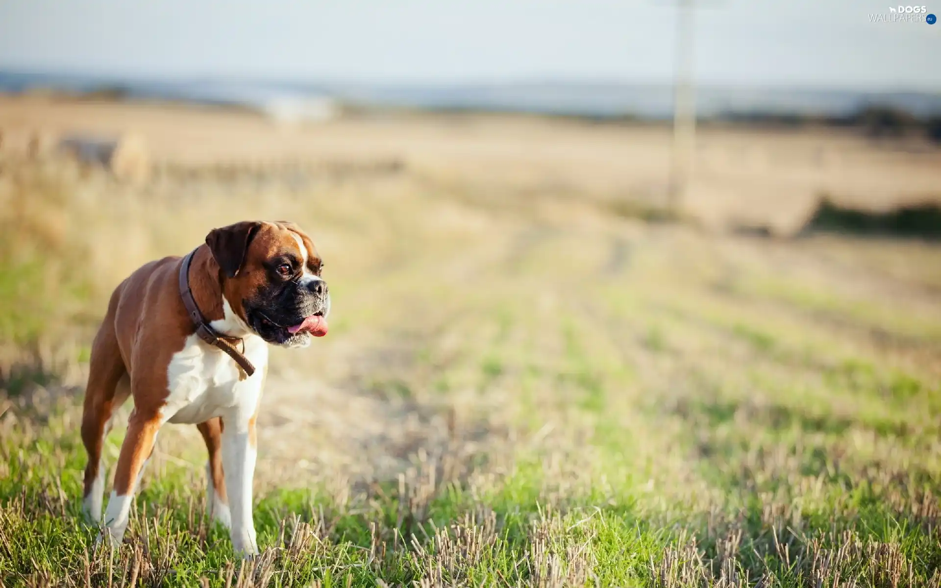 dog-collar, Tounge, dog, grass, boxer