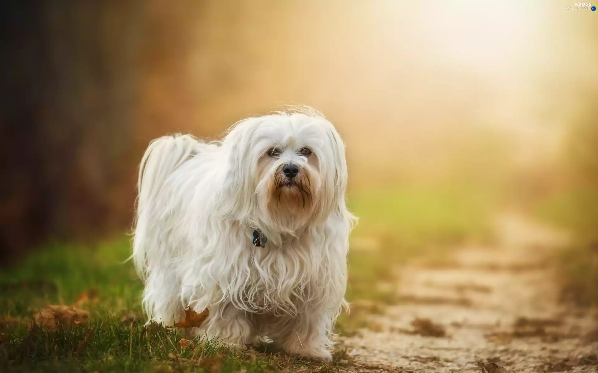 dog, Havanese