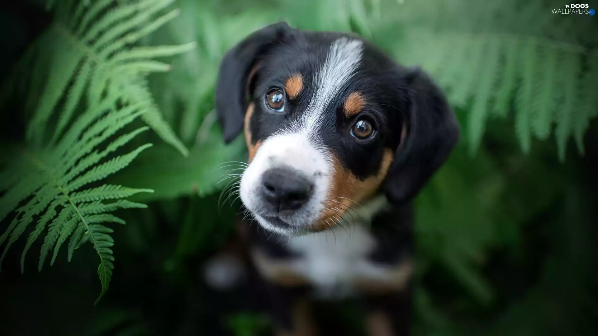honeyed, Puppy, fern, dog