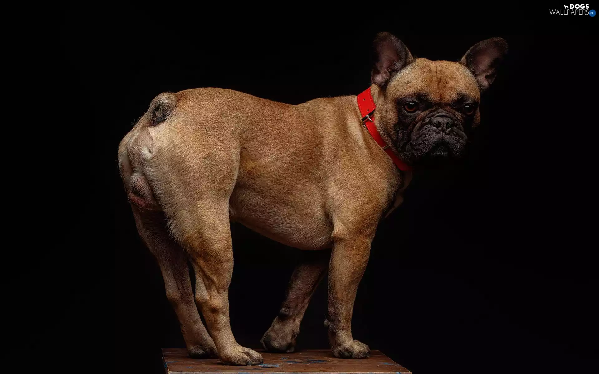 dog, red hot, dog-collar, French Bulldog