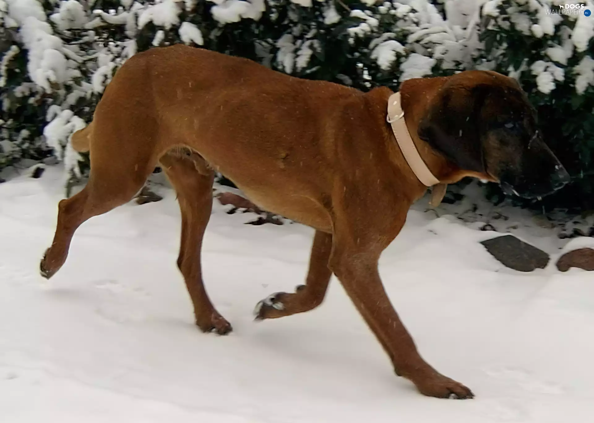 Bavarian Mountain Hound, dog-collar, snow, Bright