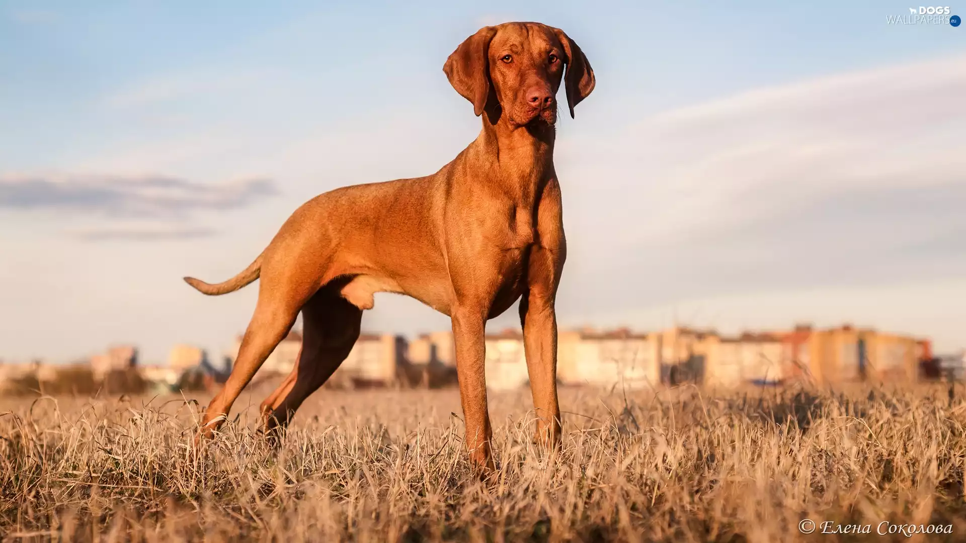 grass, dog, Hungarian Shorthaired Pointer