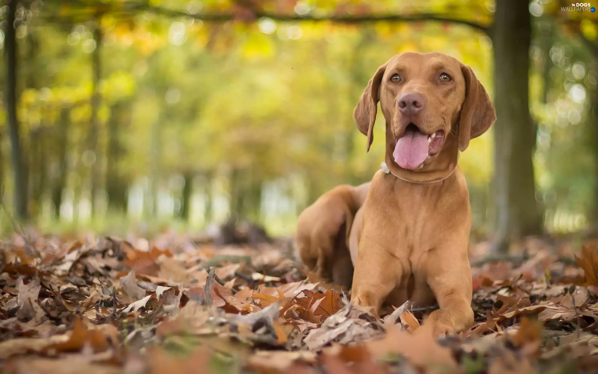 Leaf, dog, Hungarian Shorthaired Pointer