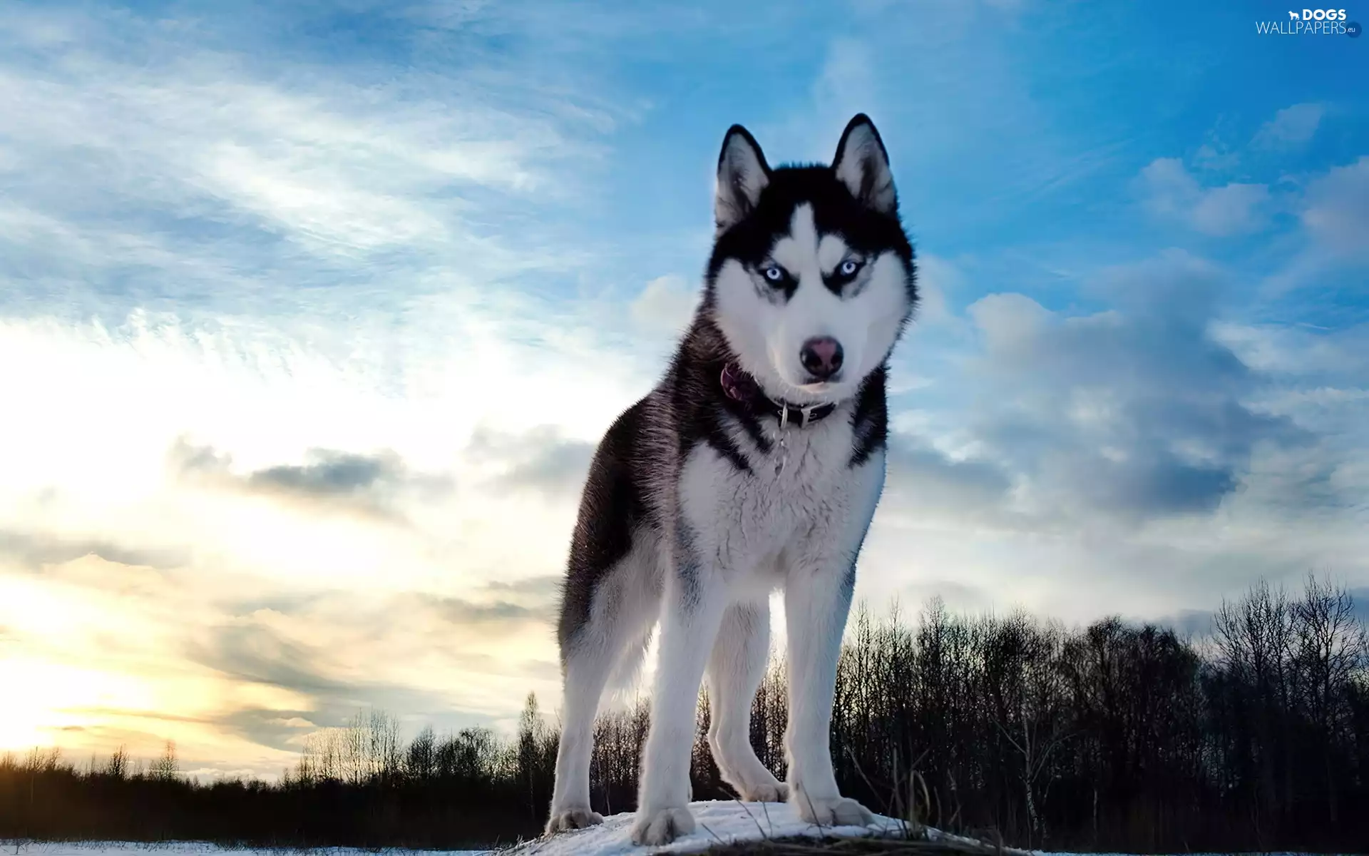 dog, Siberian Husky