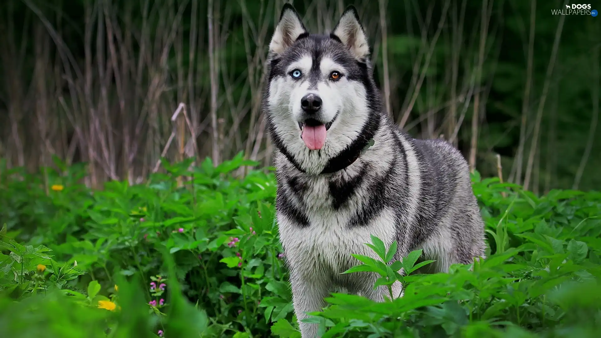 dog, Siberian Husky, forest