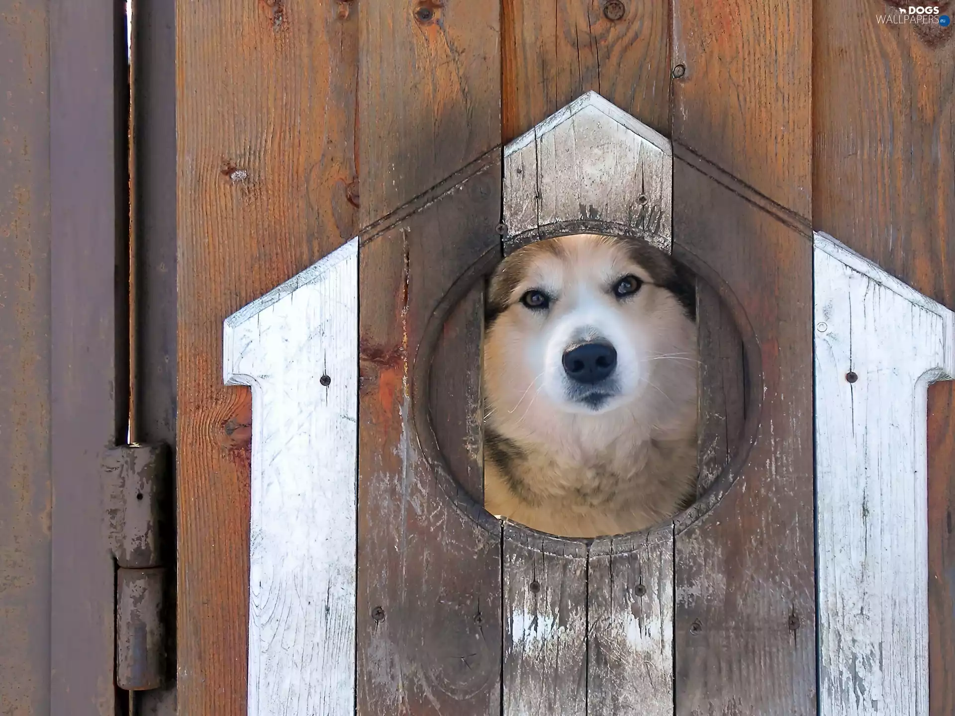 dog, hut