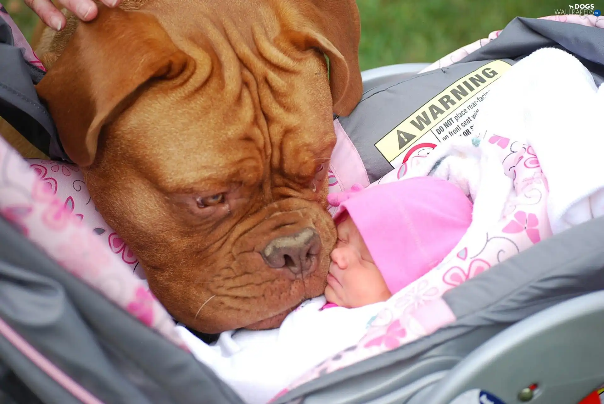 Dog de Bordeaux, dog, infant, trolley