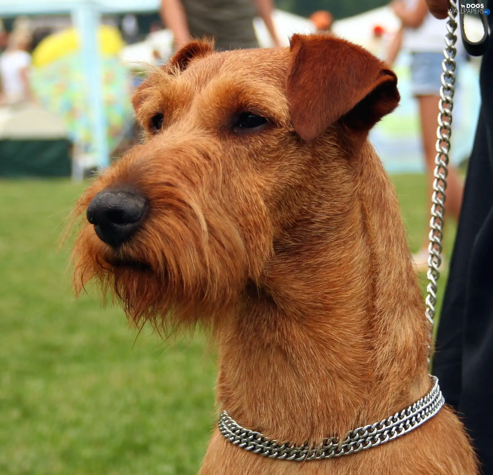 dog-collar, neck chain, Irish Terrier