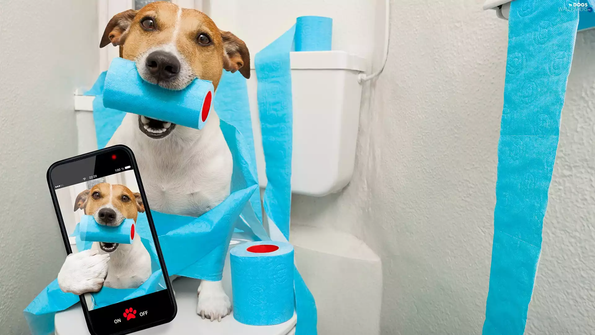 Telephone, Selfie, Jack Russell Terrier, Toilet Paper, dog