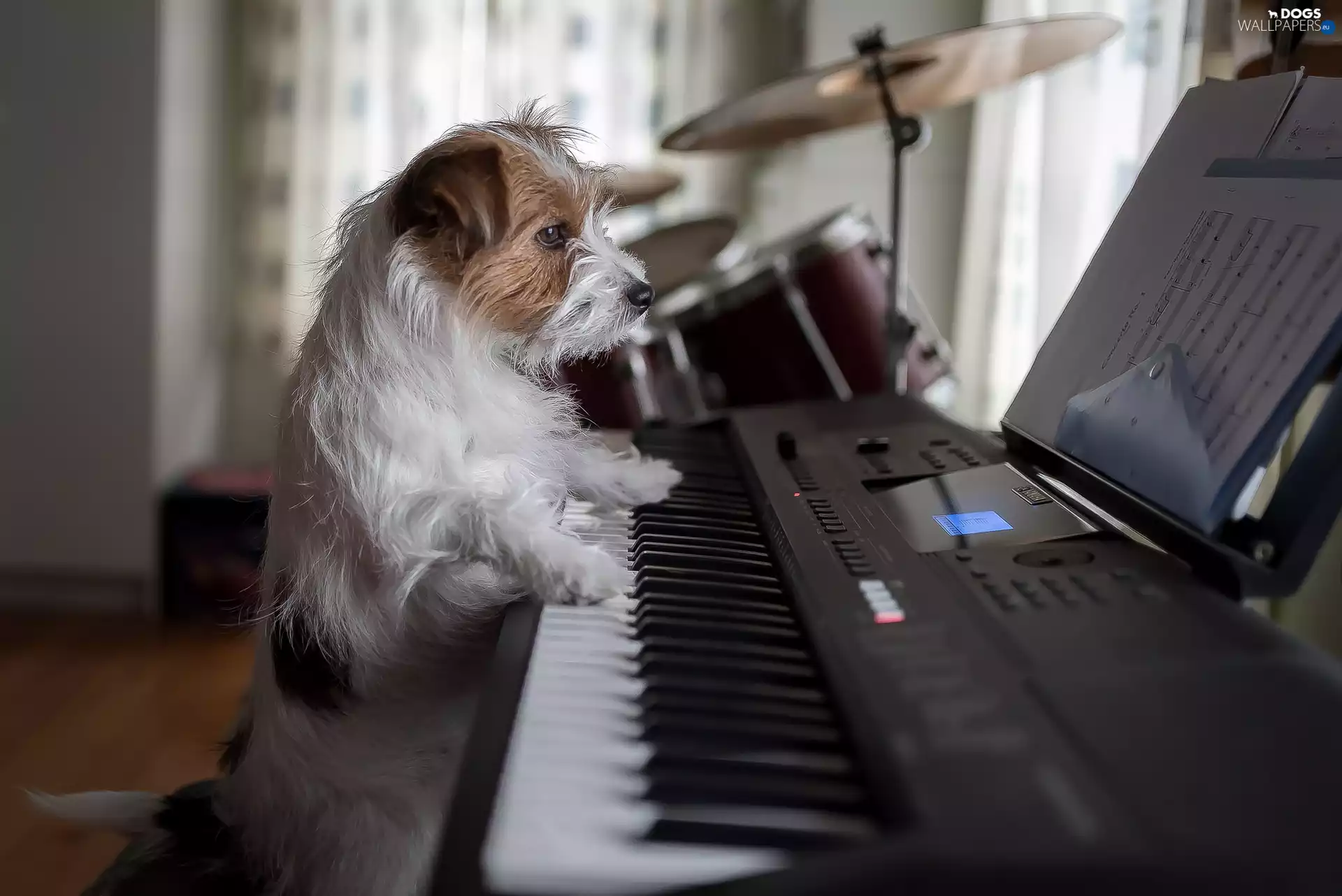 piano, dog, Jack Russell Terier