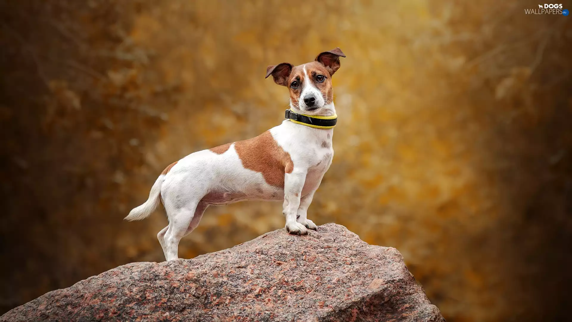 Rocks, dog, Jack Russell Terier