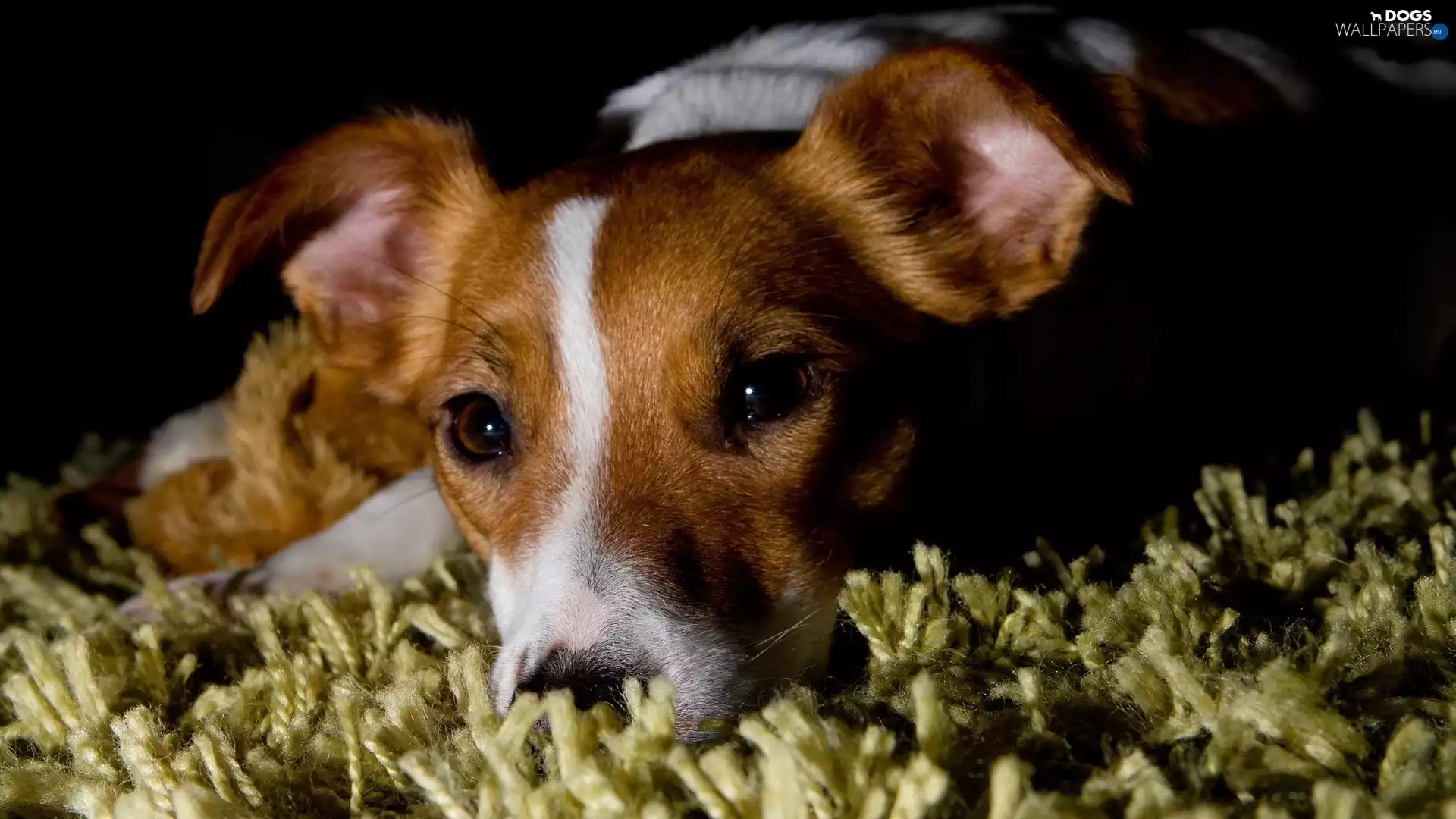 carpet, dog, Jack Russell Terrier