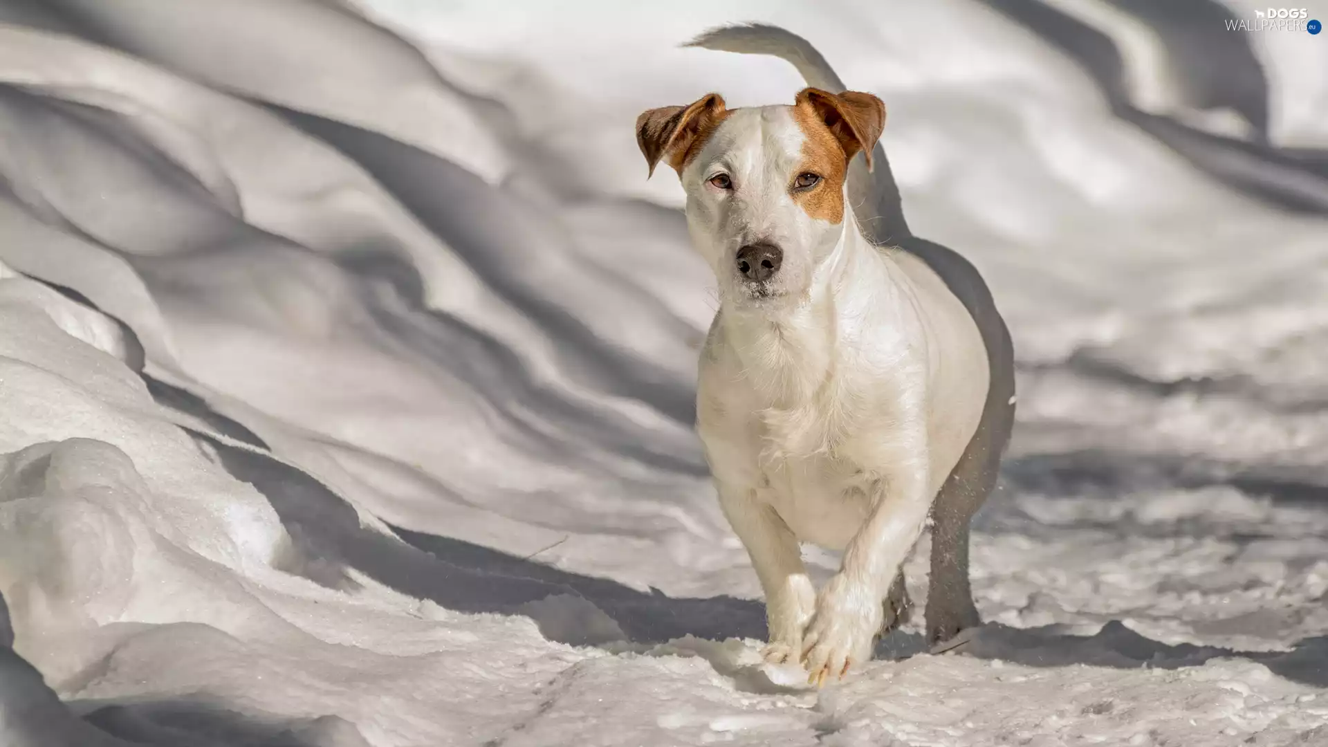snow, dog, Jack Russell Terrier