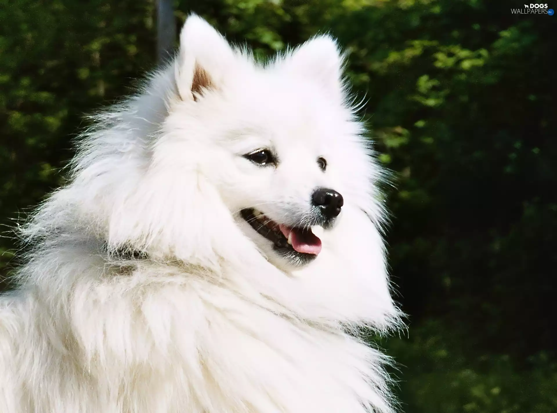 Japanese Spitz, white, dog