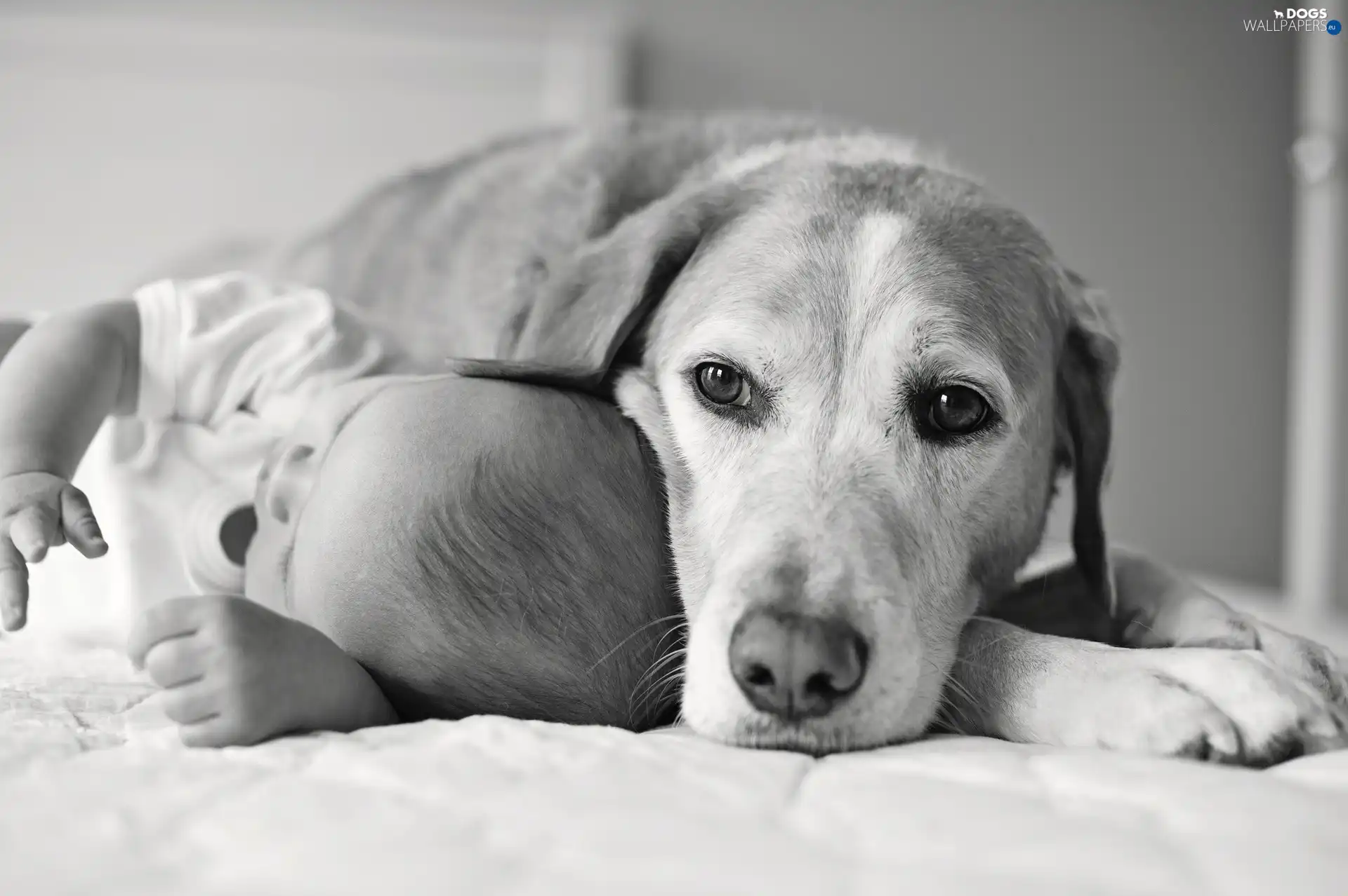 dog, Kid
