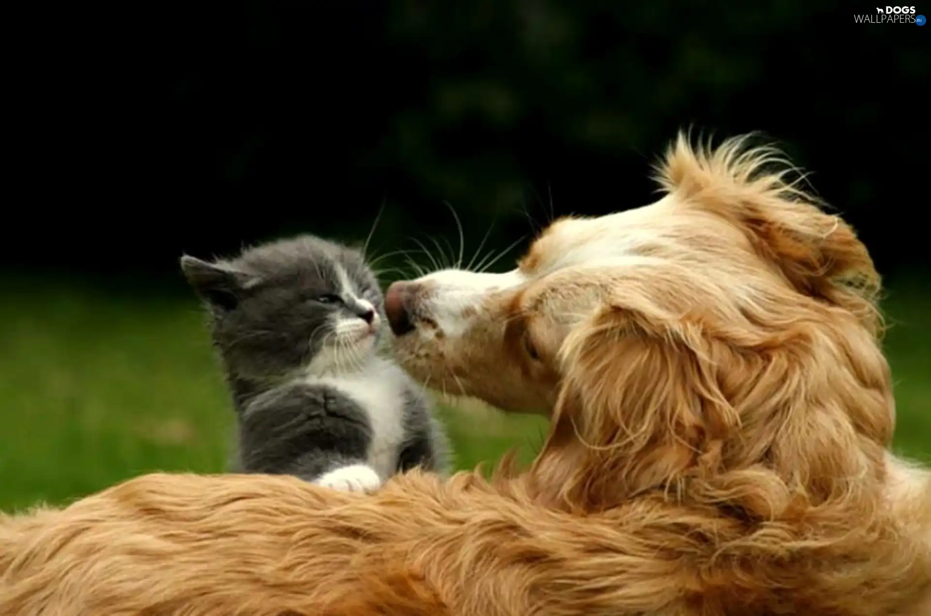 kitten, dog, small