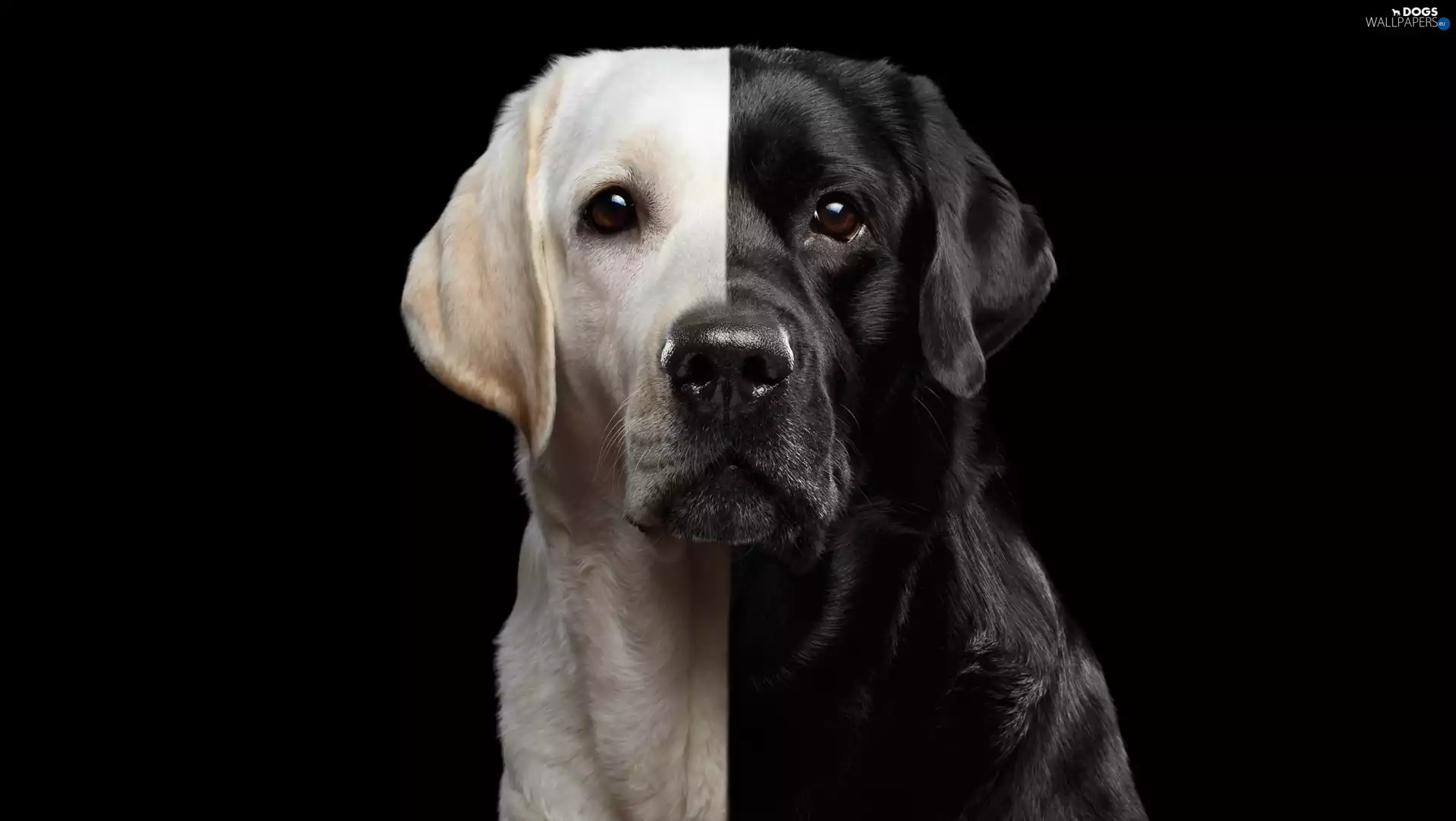 dark, background, Labrador Retriever, black and white, dog