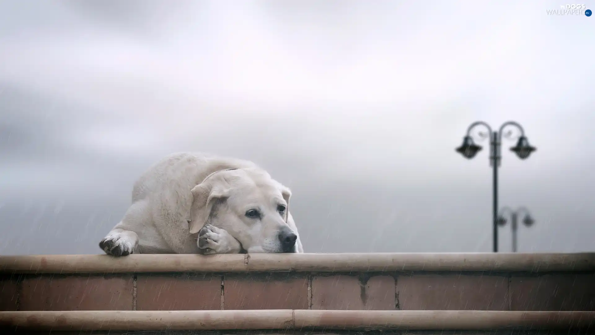 dog, sad, Stairs, Labrador, Rain