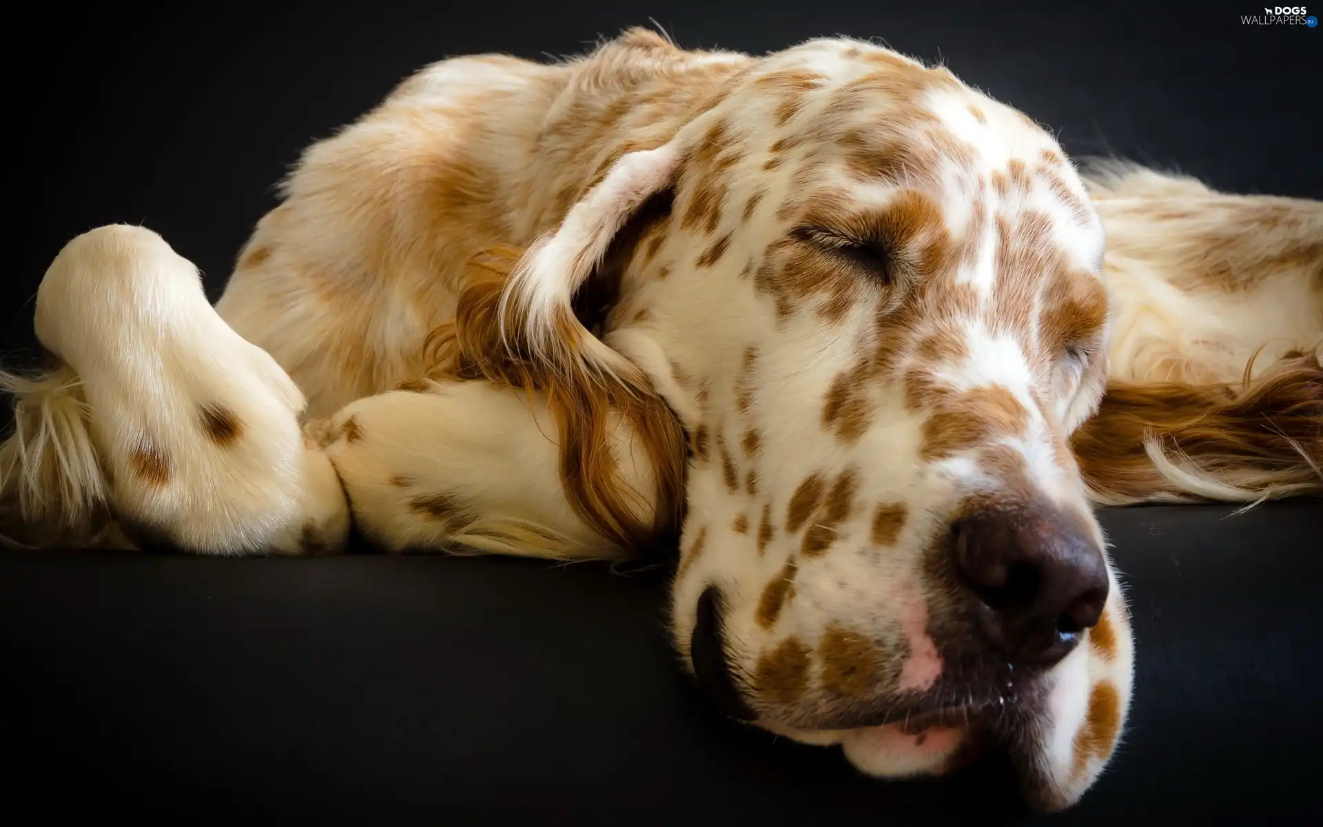 large, dog, sleepy