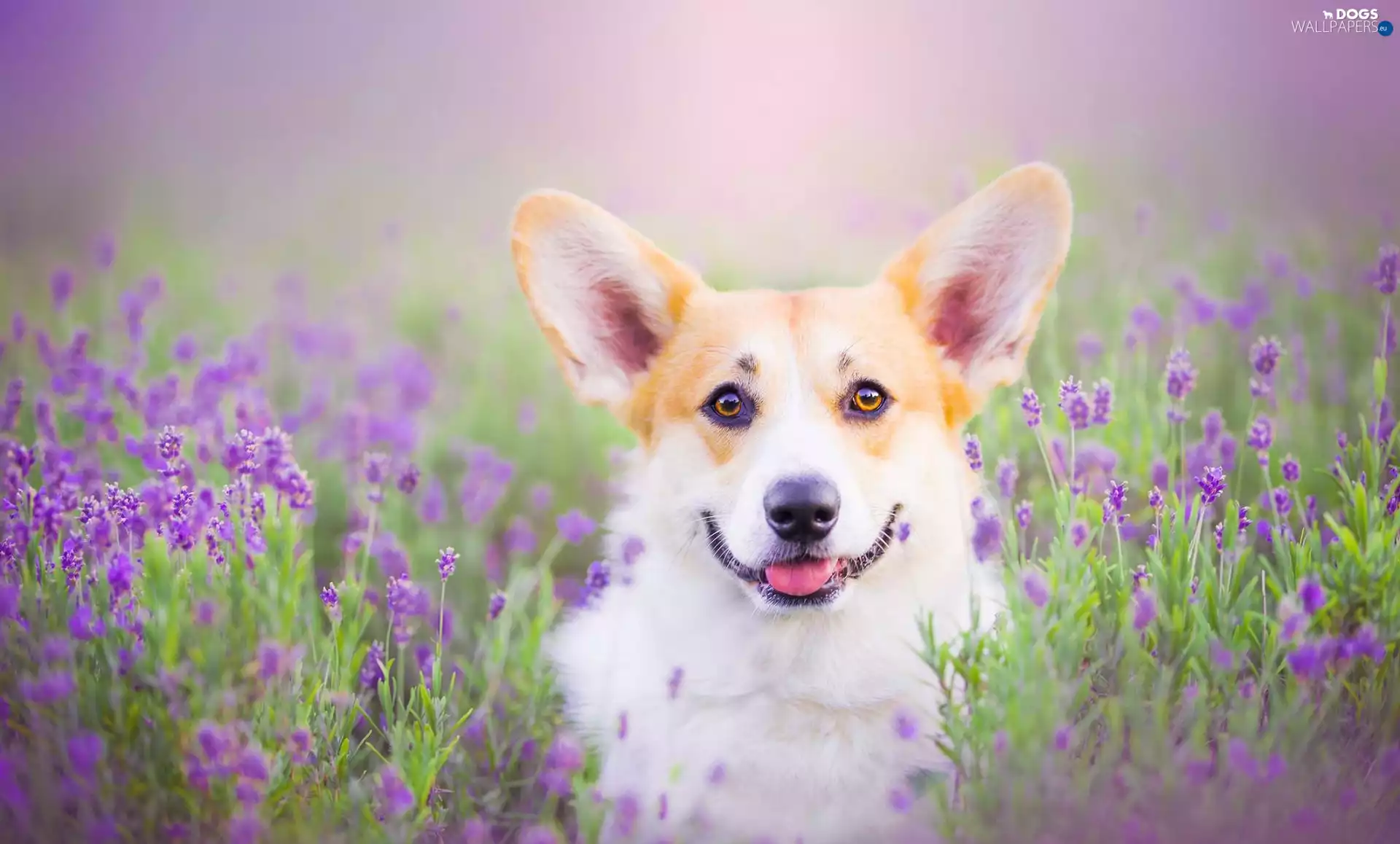 dog, lavender