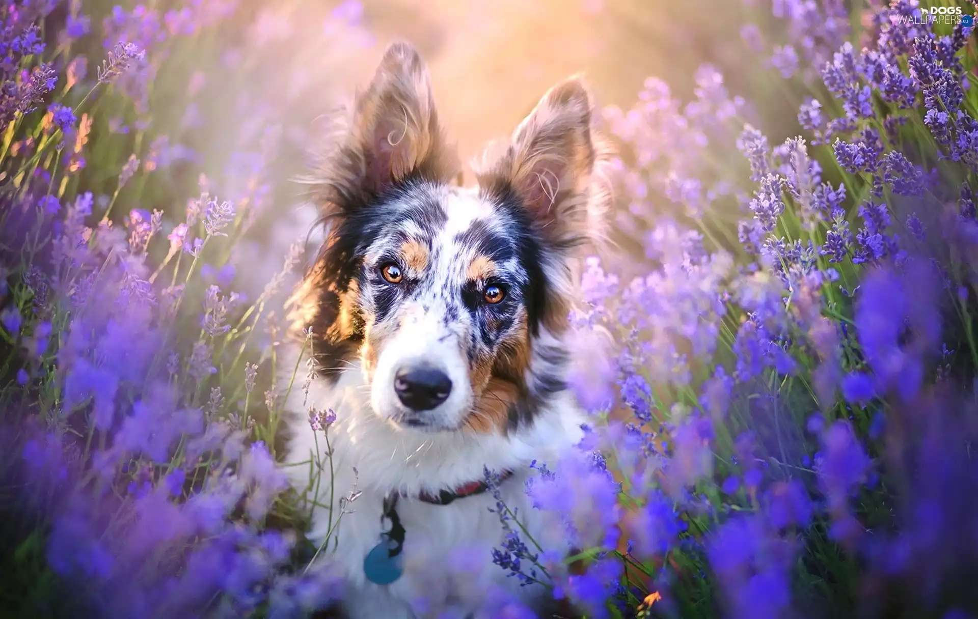 dog, lavender