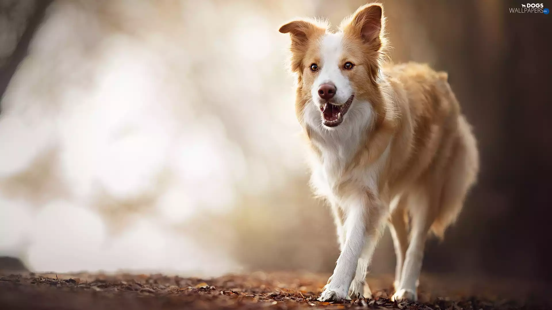 Leaf, Border Collie, dog