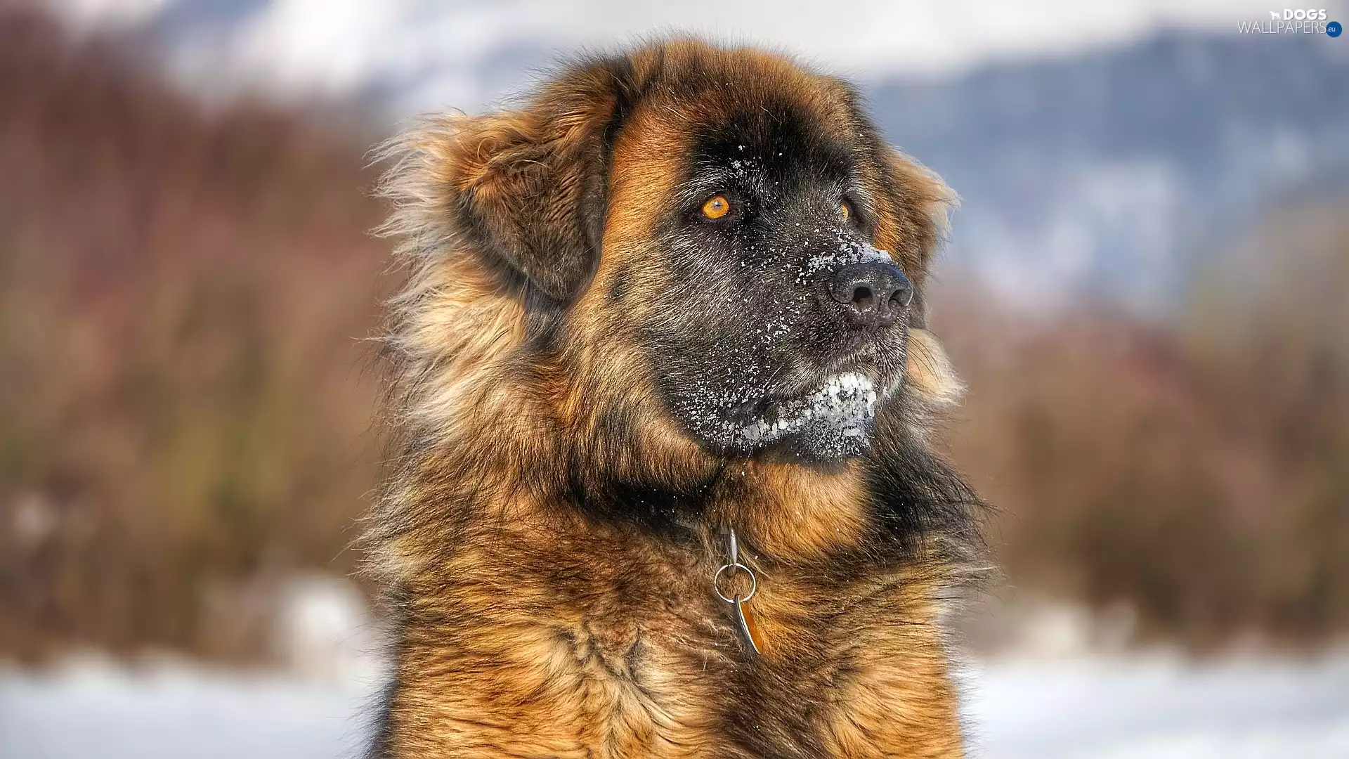 dog, Leonberger