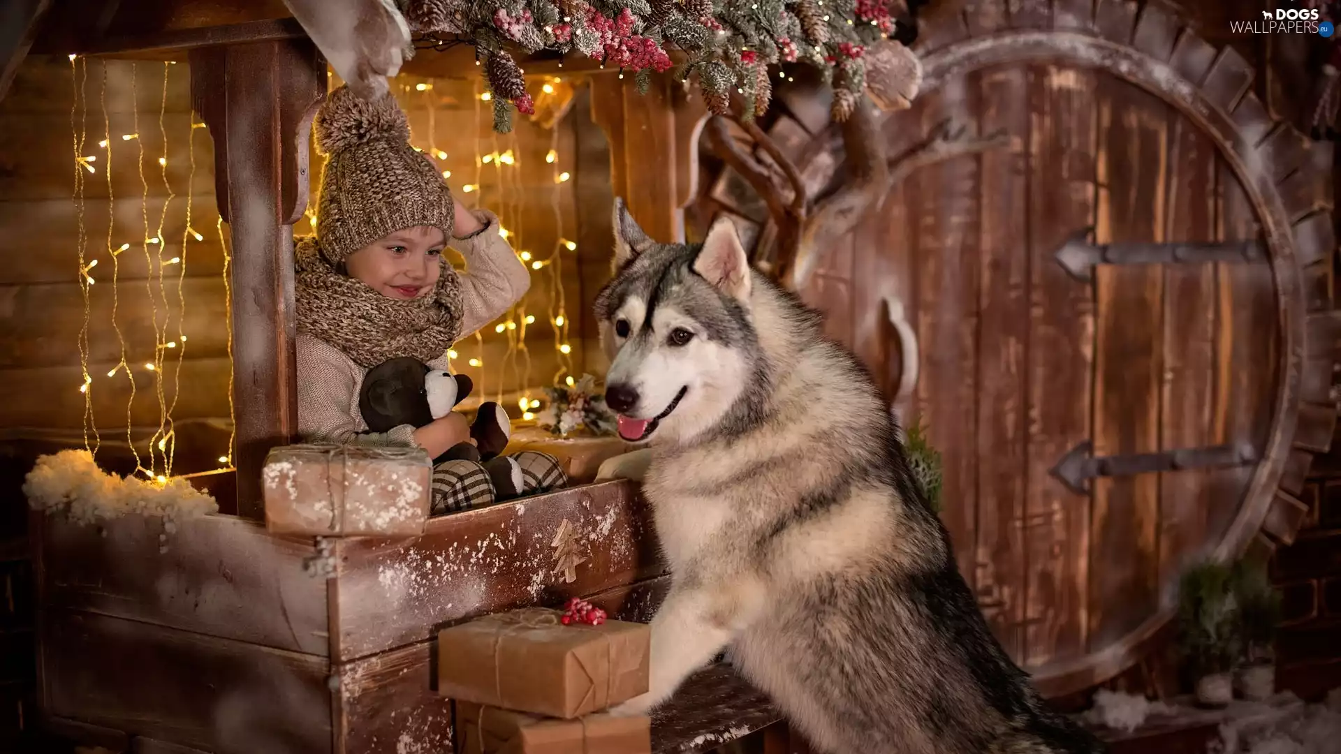 festively decorated, lights, dog, Siberian Husky, Kid