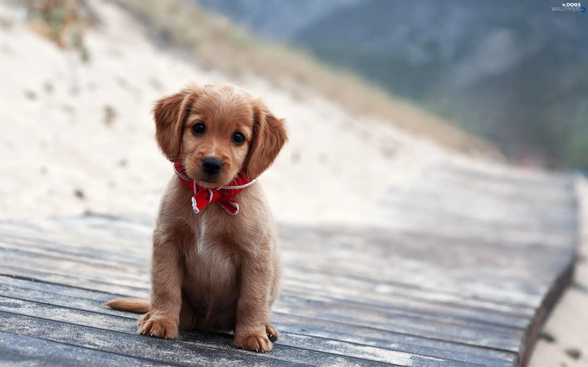 little dog, beautiful