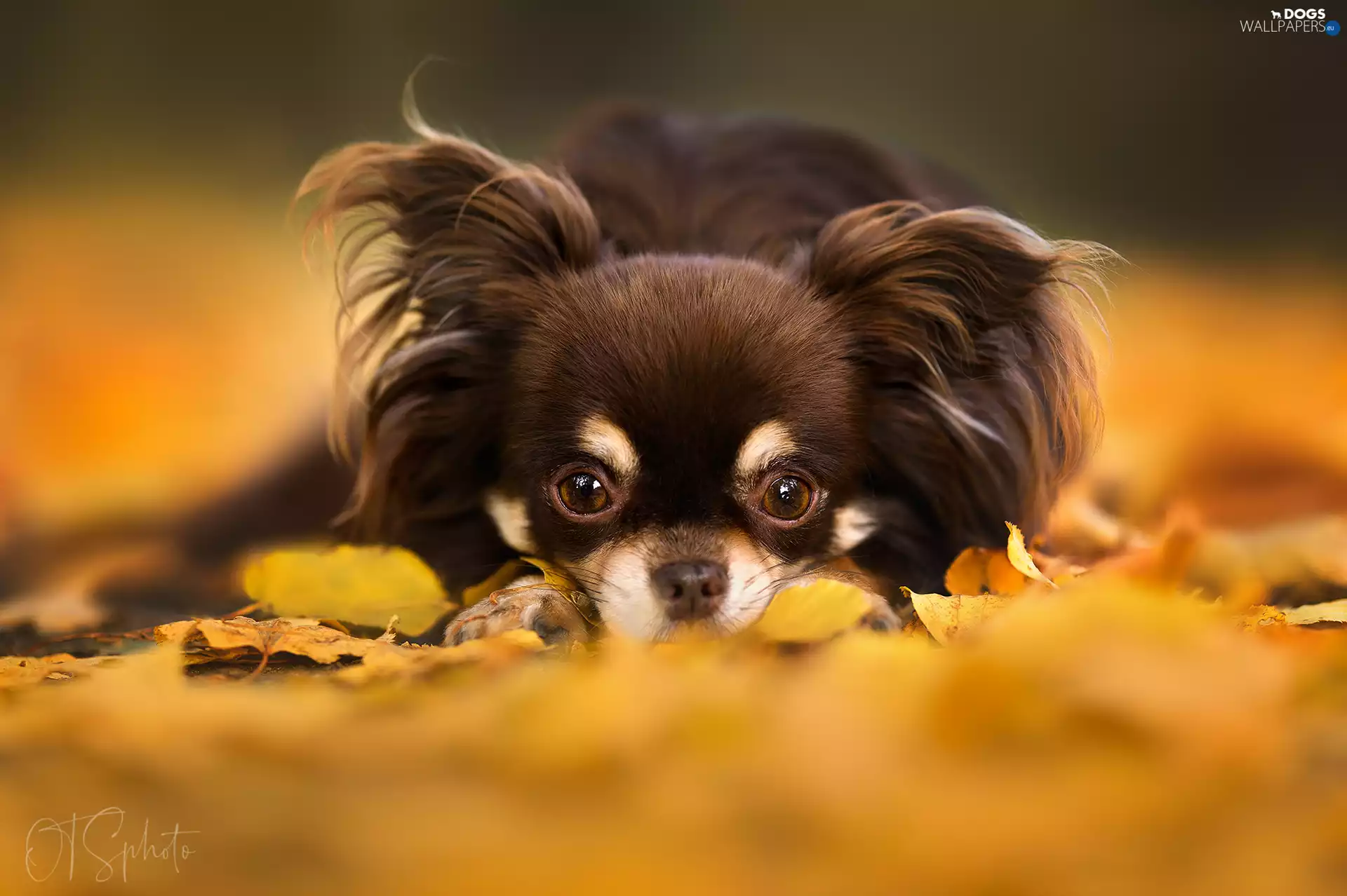 Leaf, dog, Long-haired Chihuahua