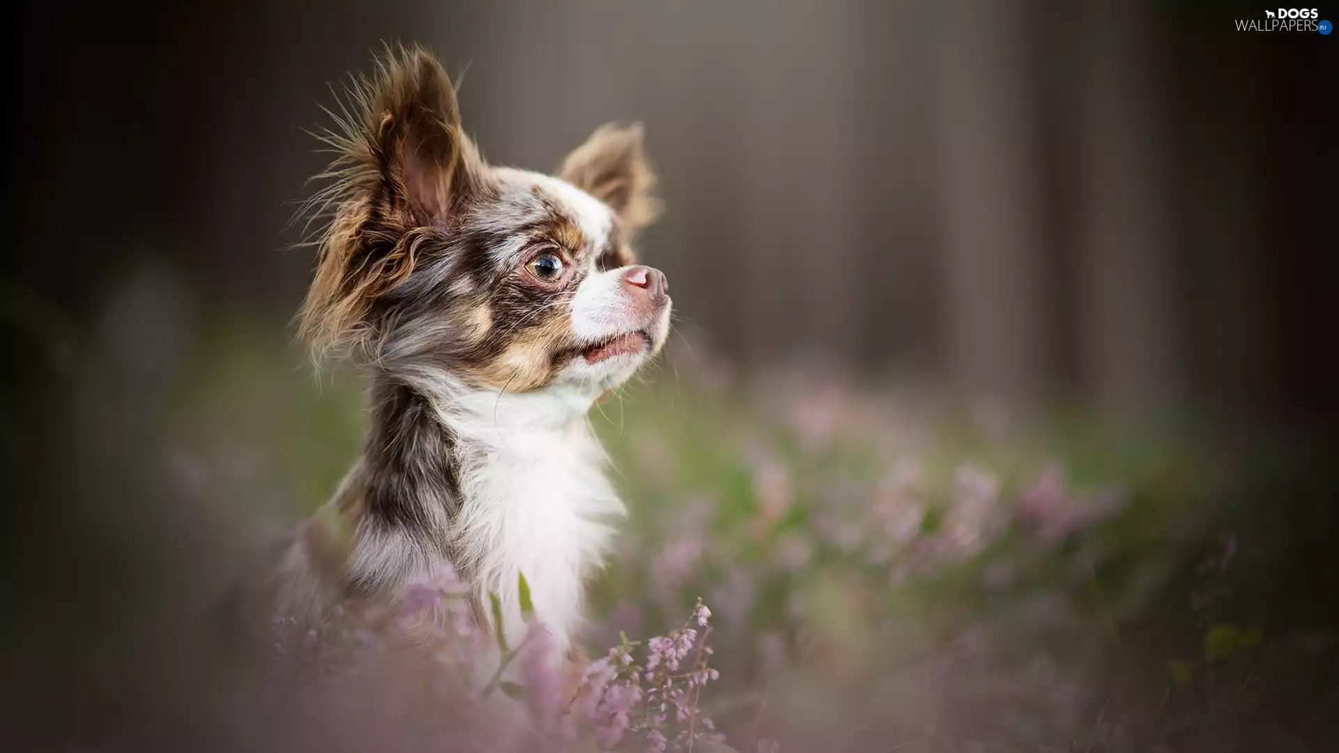 muzzle, dog, Long-haired Chihuahua