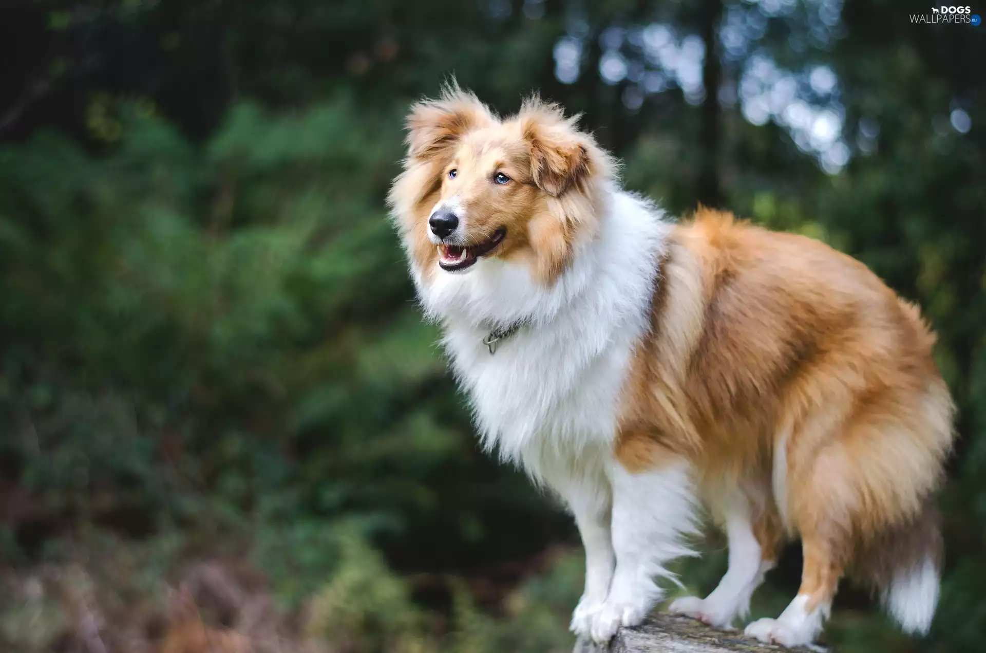 sheep-dog, Longhaired, Collie, Scotch