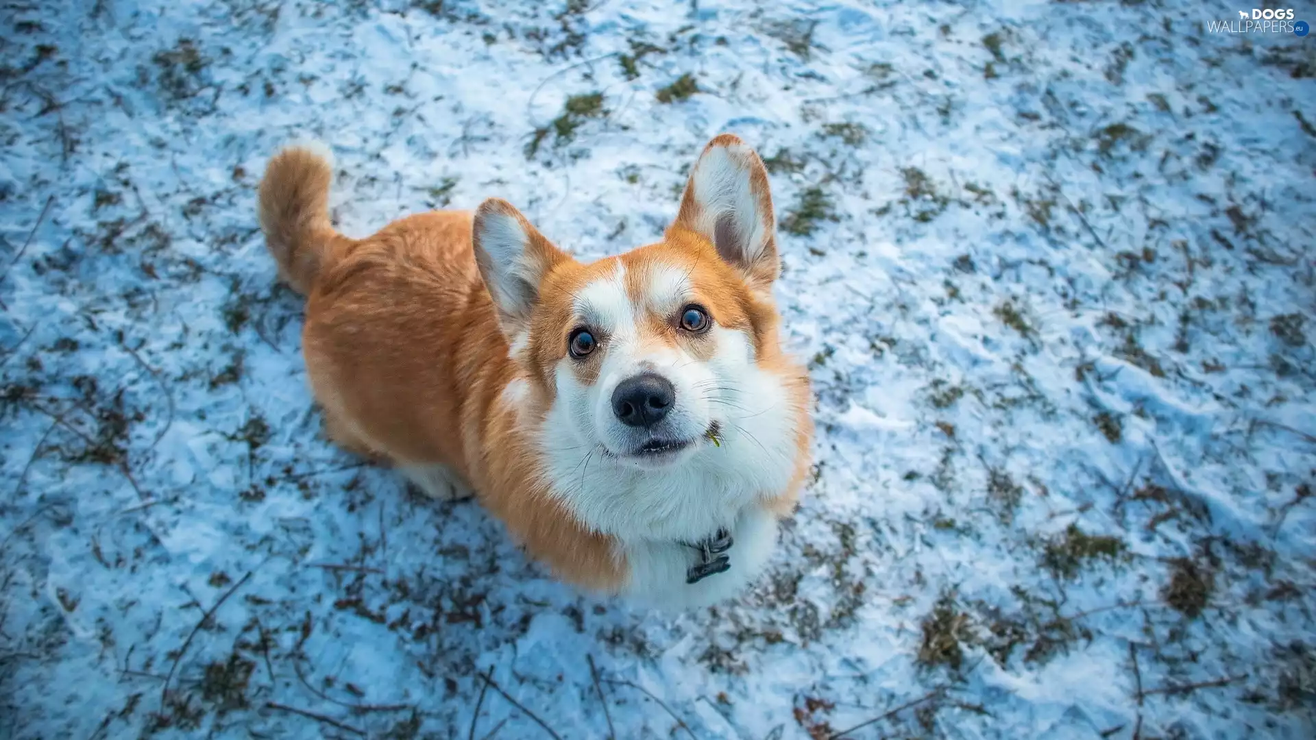 grass, The look, Welsh corgi pembroke, winter, dog
