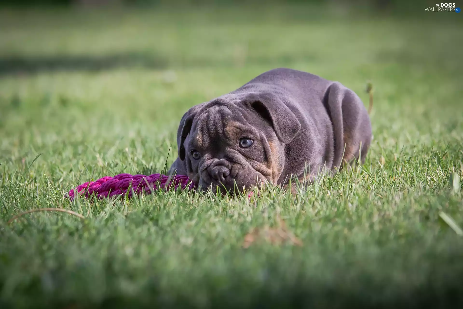 English Bulldog, grass, dog, Puppy, lying